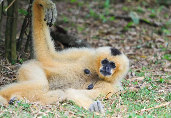 Bílými tvářemi gibbon — Stock fotografie