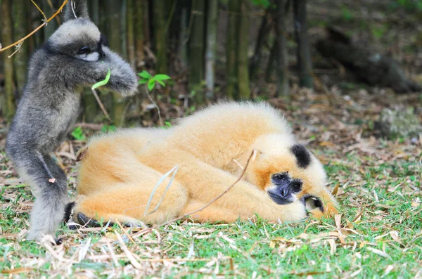 Gibbon à joues blanches — Photo