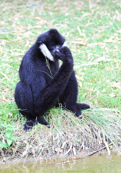 Hvit cheeked Gibbon – stockfoto