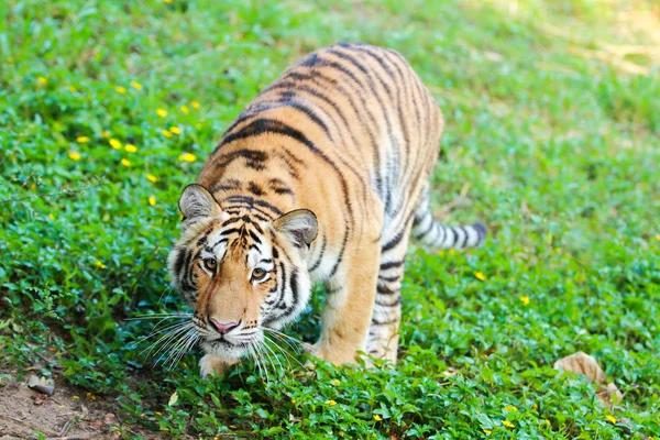 Bengalisk tiger — Stockfoto