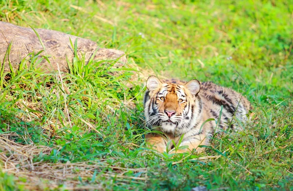 Bengal tiger — Stock Photo, Image