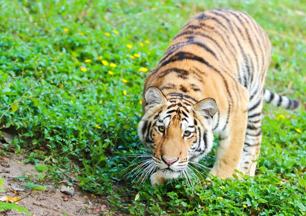 Bengal tiger — Stock Photo, Image