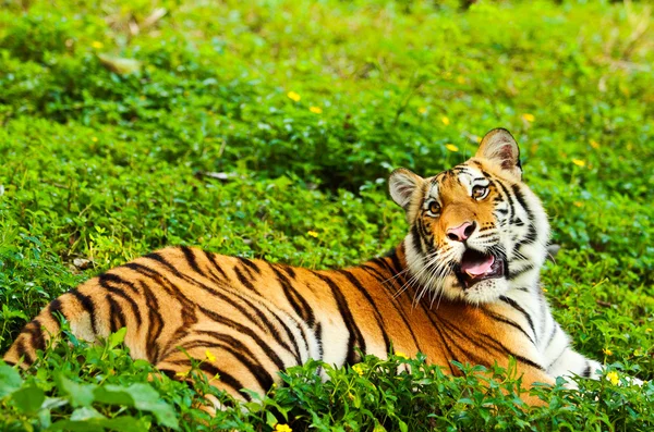 Bengalisk tiger — Stockfoto