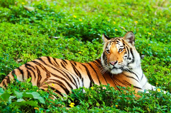 Bengalisk tiger — Stockfoto