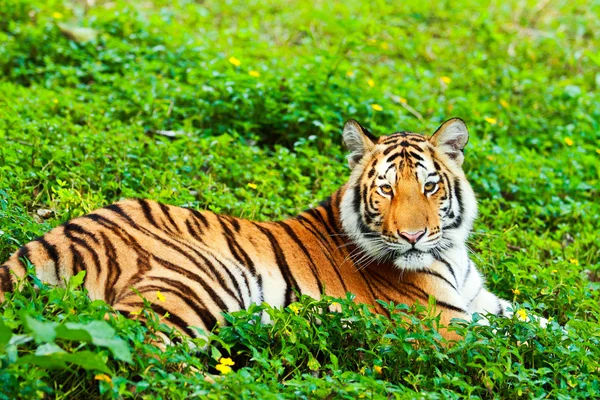 Bengal tiger — Stock Photo, Image