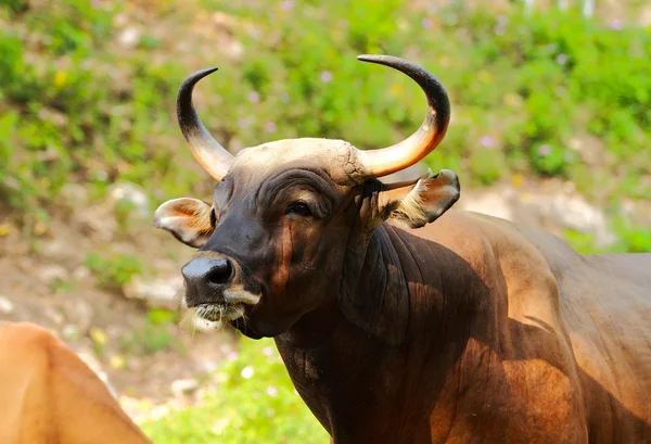 Gaur close-up — Stockfoto