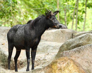 serow portresi