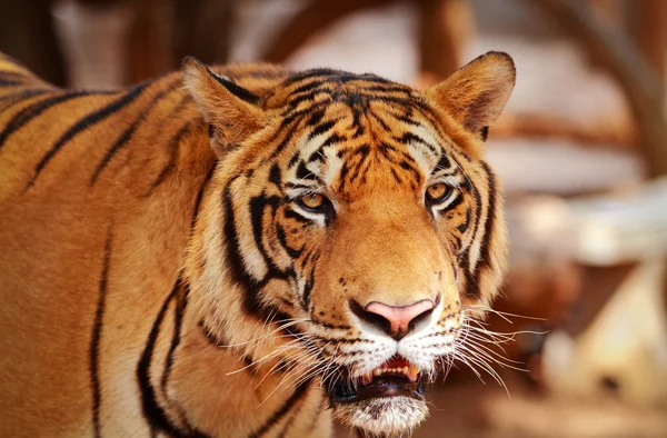 Fecho do tigre — Fotografia de Stock