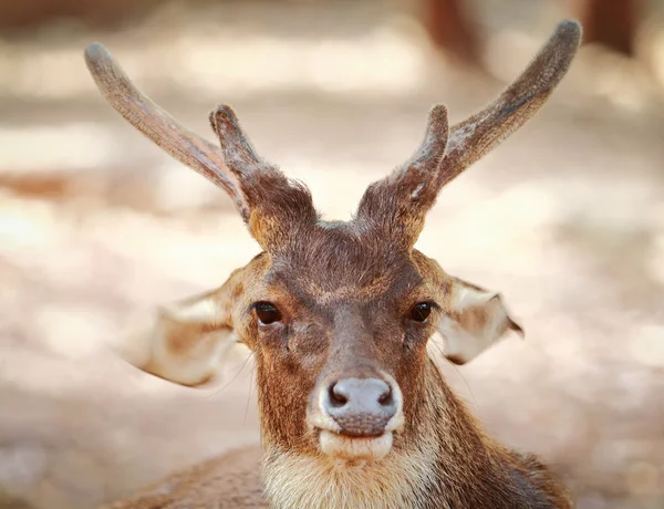 White-tail deer — Stock Photo, Image