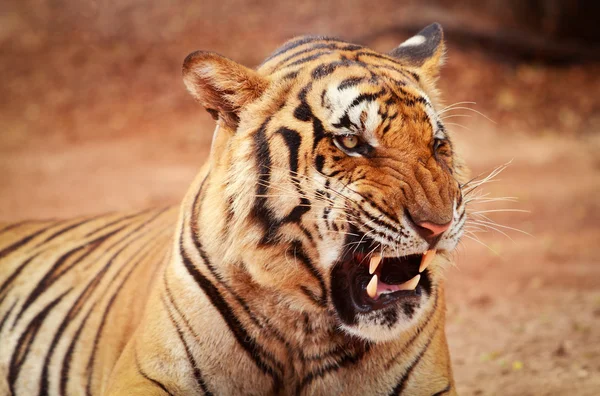 Primer plano del tigre — Foto de Stock