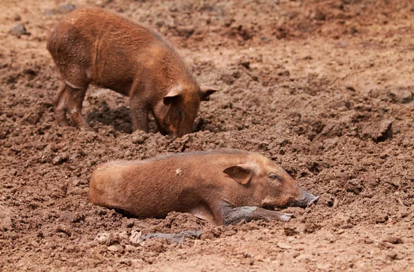 Wildschweine — Stockfoto