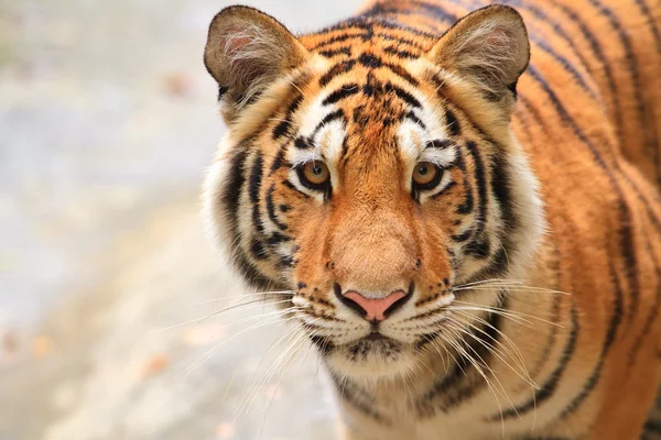 Tigre de bengala — Fotografia de Stock