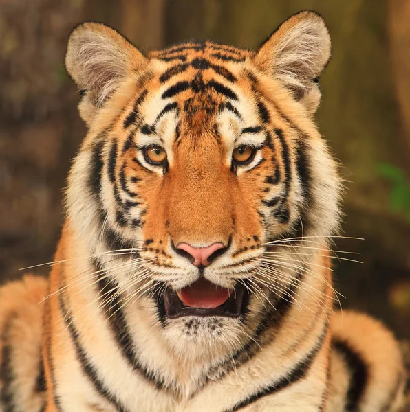 Tigre de bengala — Fotografia de Stock