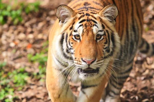 Bengal tiger — Stock Photo, Image