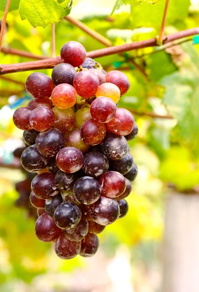 Bunches of red grapes hanging from a vine — Stock Photo, Image