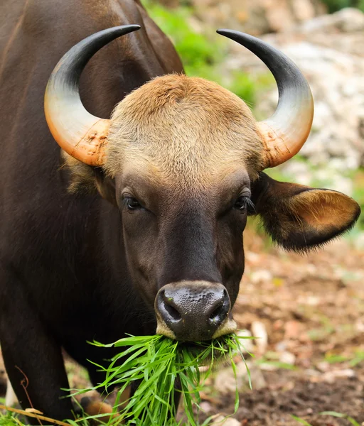 Gaur. — Stockfoto