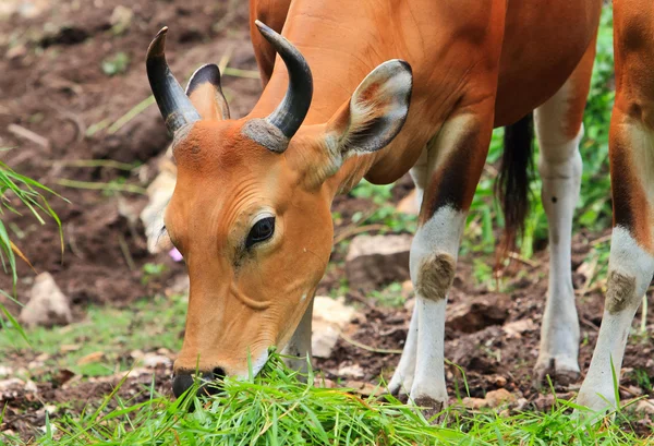 Red oxen — Stock Photo, Image