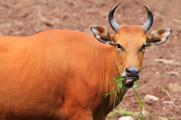 Rote Ochsen Stockbild