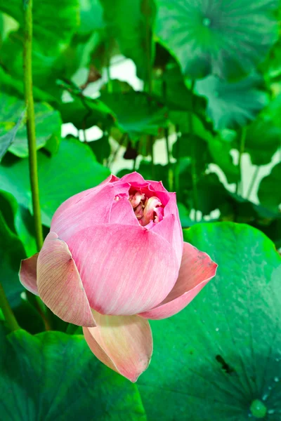Lotusväxter. — Stockfoto
