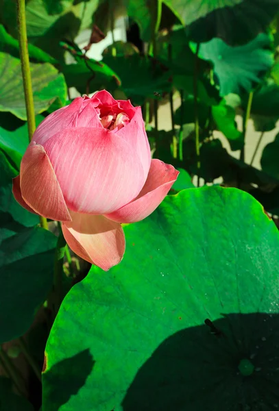 Lotusväxter. . — Stockfoto