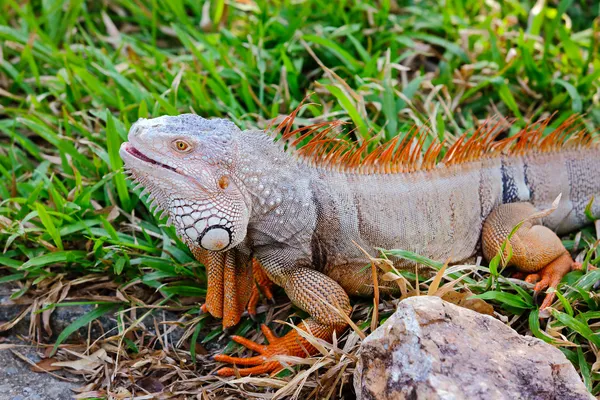 Stora iguana. — Stockfoto