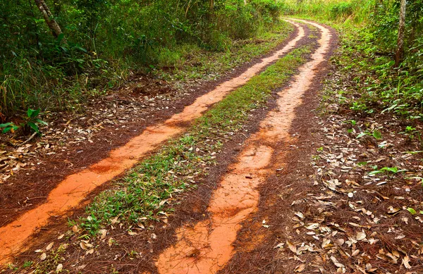 Estrada de barro na floresta . Fotos De Bancos De Imagens