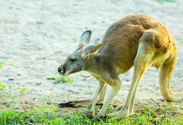 Canguru. — Fotografia de Stock