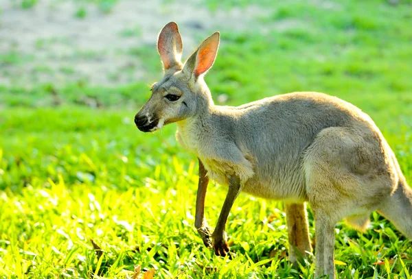 Kanguru — Stok fotoğraf