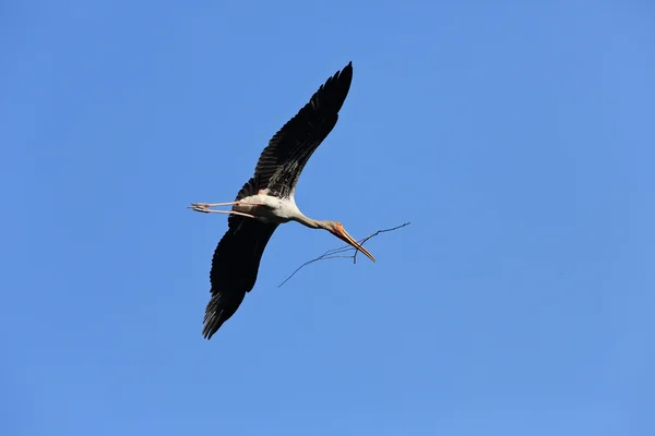 Verf ooievaar — Stockfoto