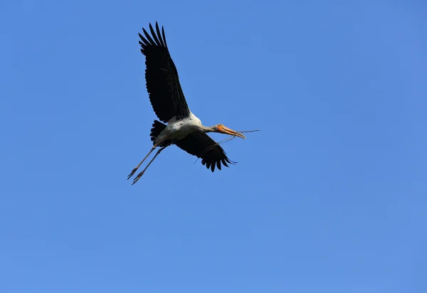 Cigogne de peinture — Photo