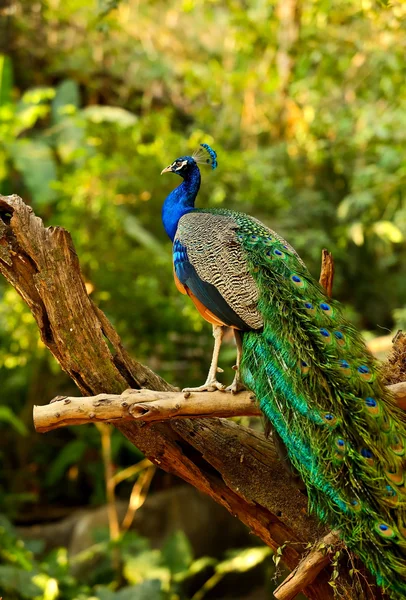 Peacock — Stock Photo, Image