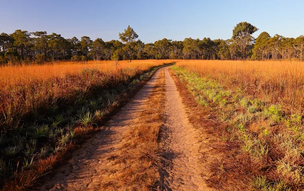 Weg in weide — Stockfoto