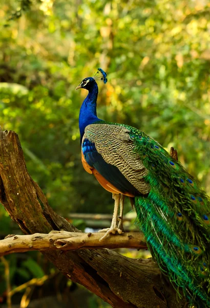 Pfau lizenzfreie Stockfotos