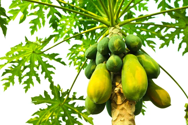 Árbol de papaya Fotos de stock libres de derechos
