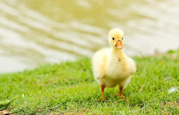 Ein kleiner Schwan Stockbild