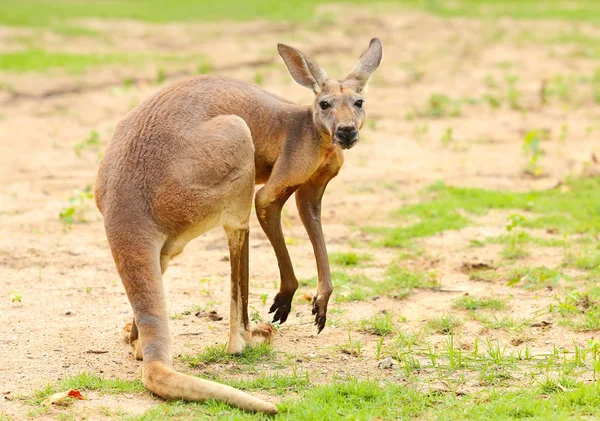 Kanguru. — Stok fotoğraf