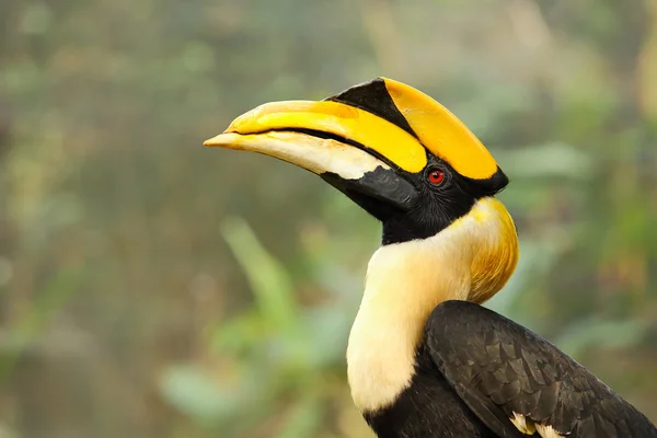 Yellow Billed Hornbill — Zdjęcie stockowe