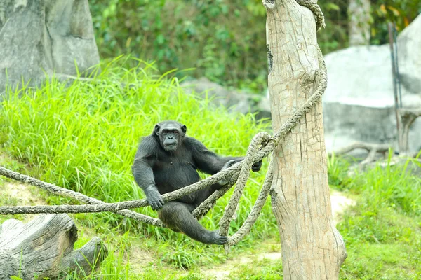 Šimpanz. — Stock fotografie