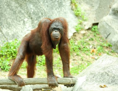 orangutan