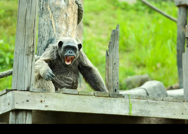 침팬지이. — 스톡 사진