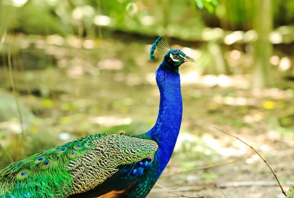 Pavo real., — Foto de Stock