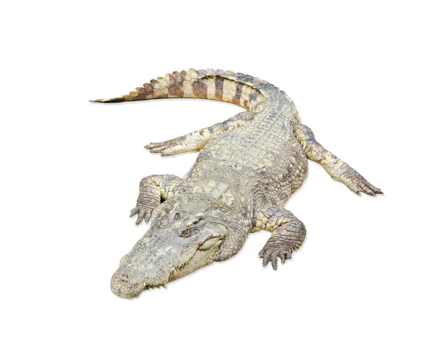 Krokodille - Stock-foto