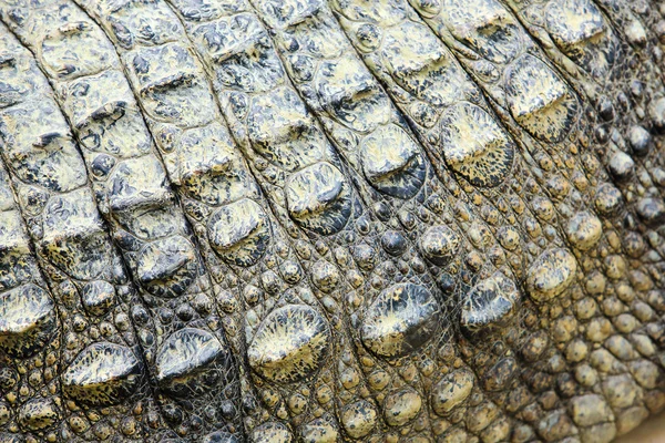 Krokodýlí kůže — Stock fotografie