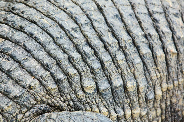 Crocodile skin. — Stock Photo, Image