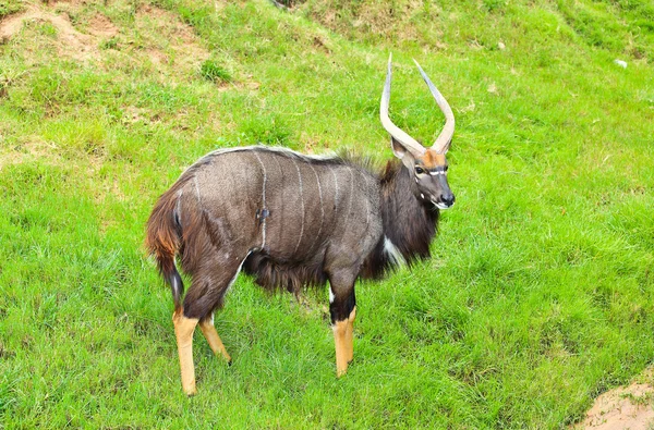 Antilope — Foto Stock