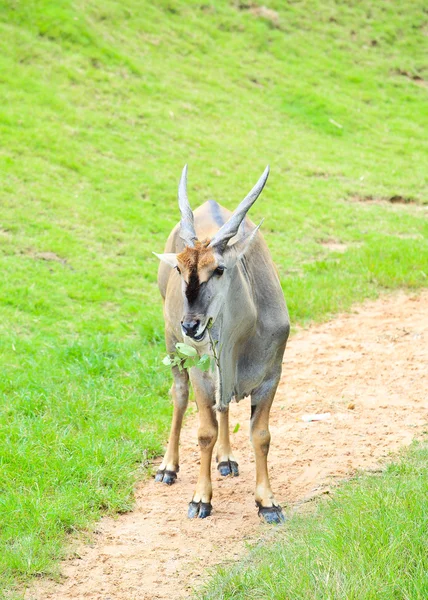 Antilope — Stockfoto