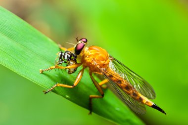 soyguncu fly
