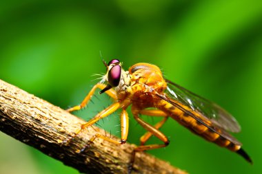 soyguncu fly
