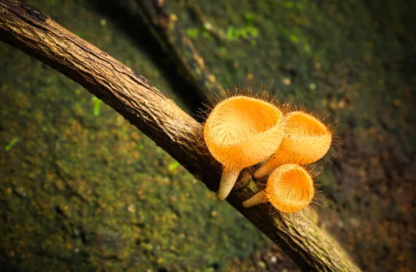 Goblet mushroom. — Stock Photo, Image