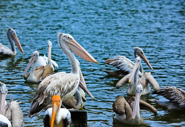 Plek-billed pelikaan — Stockfoto